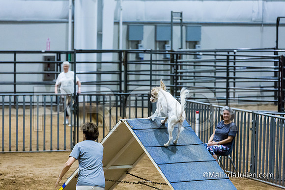 Agility Sun STD Fast 20 English Setter Kramor-JJJ_4531-HR3