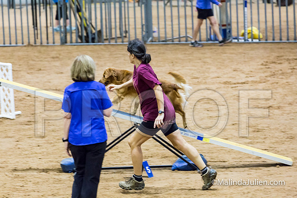 Agility Sun STD Fast 20 Golden Retriever Gryffindor-JJJ_4687-HR3