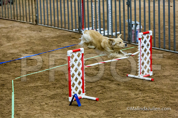 Agility Sun STD Fast 20 Golden Retriever Hurricane-JJJ_4475-HR3