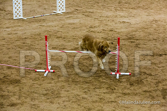 Agility Sun STD Fast 20 Golden Retriever Paris-JJJ_4413-HR3