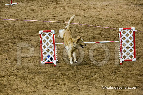 Agility Sun STD Fast 20 Golden Retriever Reggie-JJJ_4434-HR3