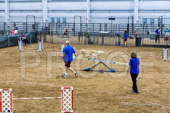 Agility Sun STD Fast 20 Golden Retriever Rolex-JJJ_4801-HR3