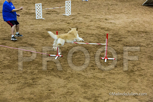 Agility Sun STD Fast 20 Golden Retriever Rolex-JJJ_4807-HR3