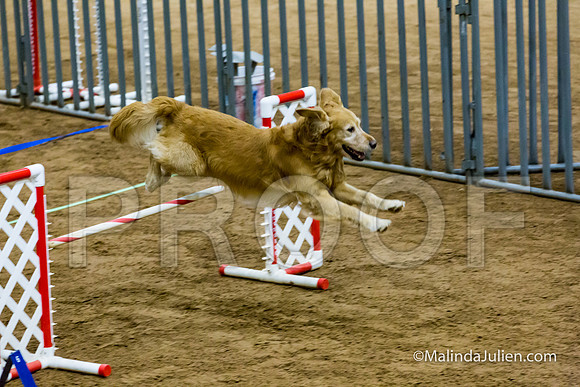 Agility Sun STD Fast 20 Golden Retriever Rugby-JJJ_4441-HR3