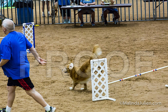 Agility Sun STD Fast 20 Golden Retriever Rugby-JJJ_4442-HR3