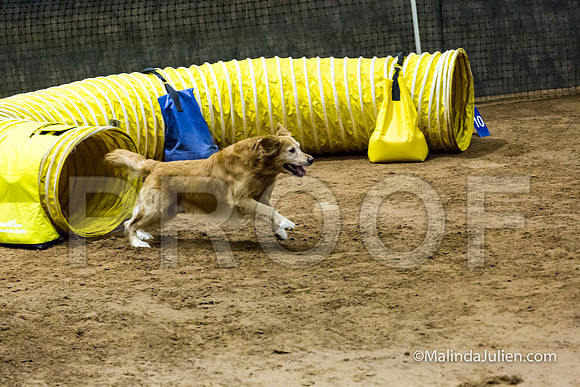 Agility Sun STD Fast 20 Golden Retriever Rugby-JJJ_4446-HR3