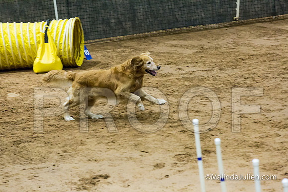 Agility Sun STD Fast 20 Golden Retriever Rugby-JJJ_4447-HR3