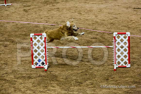 Agility Sun STD Fast 20 Golden Retriever Rugby-JJJ_4449-HR3