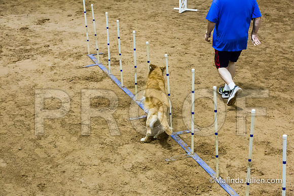 Agility Sun STD Fast 20 Golden Retriever Rugby-JJJ_4457-HR3