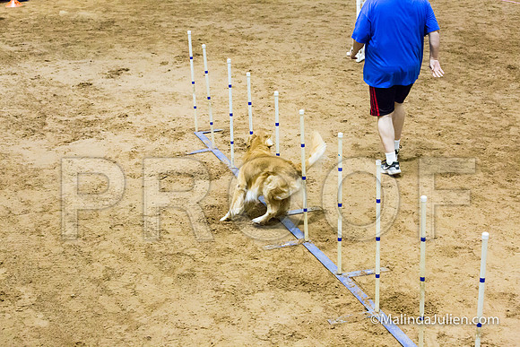 Agility Sun STD Fast 20 Golden Retriever Rugby-JJJ_4459-HR3