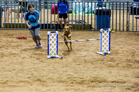 Agility Sun STD Fast 20 Golden Retriever Sig