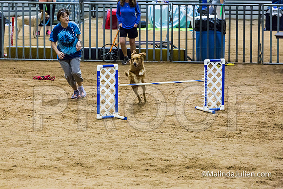 Agility Sun STD Fast 20 Golden Retriever Sig-JJJ_4637-HR3
