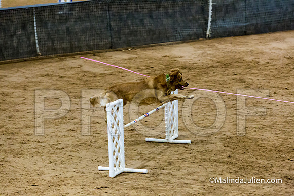 Agility Sun STD Fast 20 Golden Retriever Sig-JJJ_4646-HR3