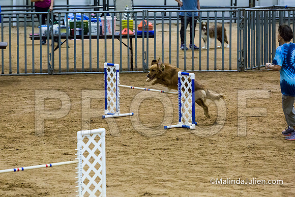 Agility Sun STD Fast 20 Golden Retriever Sig-JJJ_4656-HR3