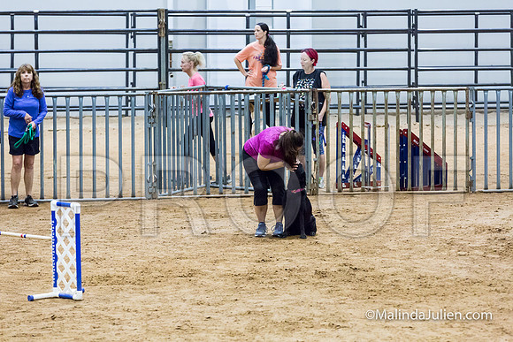 Agility Sun STD Fast 20 Labrador Retriever Quinn-JJJ_4745-HR3