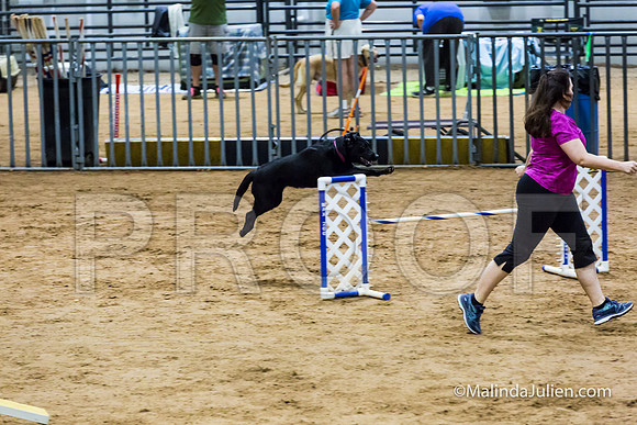 Agility Sun STD Fast 20 Labrador Retriever Quinn-JJJ_4751-HR3