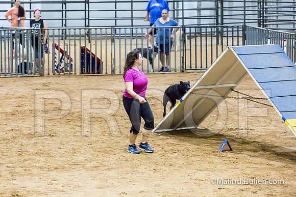Agility Sun STD Fast 20 Labrador Retriever Quinn-JJJ_4754-HR3