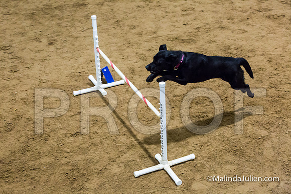 Agility Sun STD Fast 20 Labrador Retriever Quinn-JJJ_4760-HR3