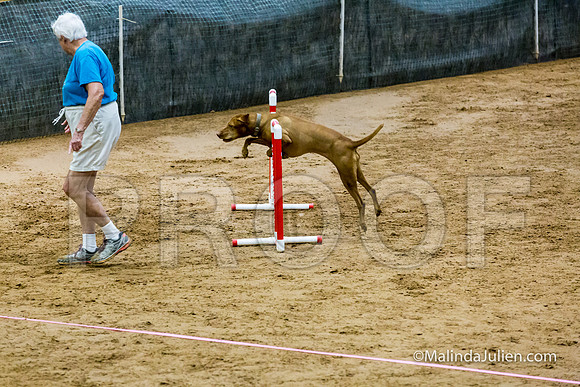 Agility Sun STD Fast 20 Vizsla Sedna-JJJ_4577-HR3