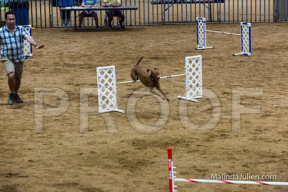 Agility Sun STD Fast 20 Vizsla Zola-JJJ_4725-HR3