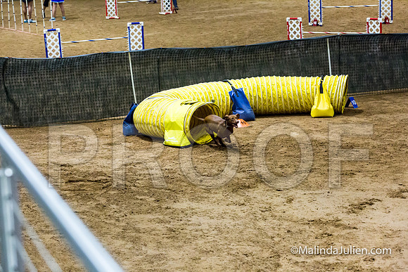 Agility Sun STD Fast 20 Vizsla Zola-JJJ_4728-HR3