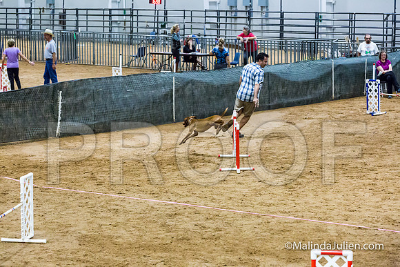 Agility Sun STD Fast 20 Vizsla Zola-JJJ_4742-HR3