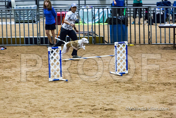 Agility Sun STD Fast 20 Whippet Piper-JJJ_4541-HR3