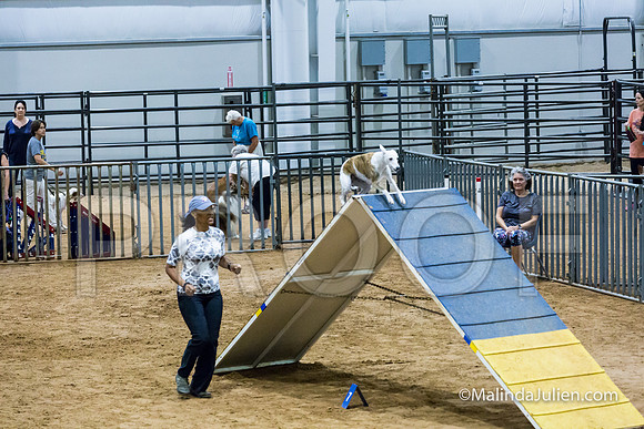 Agility Sun STD Fast 20 Whippet Piper-JJJ_4545-HR3