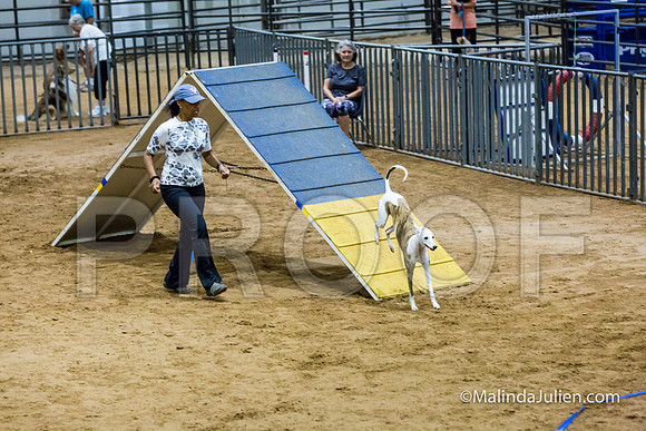 Agility Sun STD Fast 20 Whippet Piper-JJJ_4546-HR3