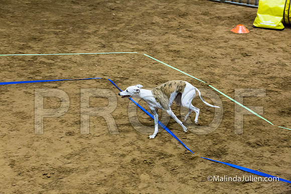 Agility Sun STD Fast 20 Whippet Piper-JJJ_4548-HR3