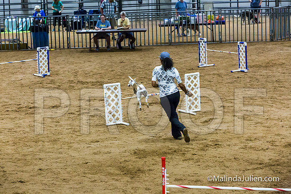 Agility Sun STD Fast 20 Whippet Piper-JJJ_4550-HR3