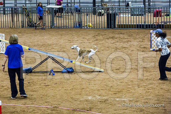Agility Sun STD Fast 20 Whippet Piper-JJJ_4551-HR3