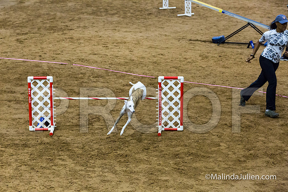 Agility Sun STD Fast 20 Whippet Piper-JJJ_4556-HR3