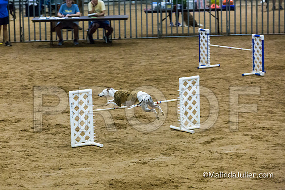 Agility Sun STD Fast 20 Whippet Piper-JJJ_4558-HR3