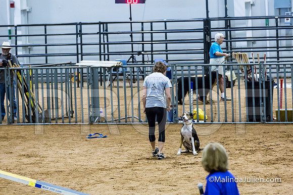 Agility Sun STD Fast 24 All American Dog Kershaw-JJJ_4854-HR3