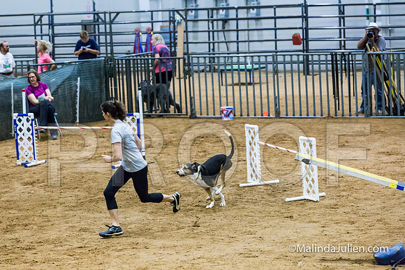 Agility Sun STD Fast 24 All American Dog Kershaw-JJJ_4856-HR3
