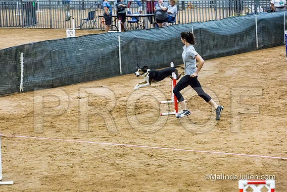 Agility Sun STD Fast 24 All American Dog Kershaw-JJJ_4857-HR3