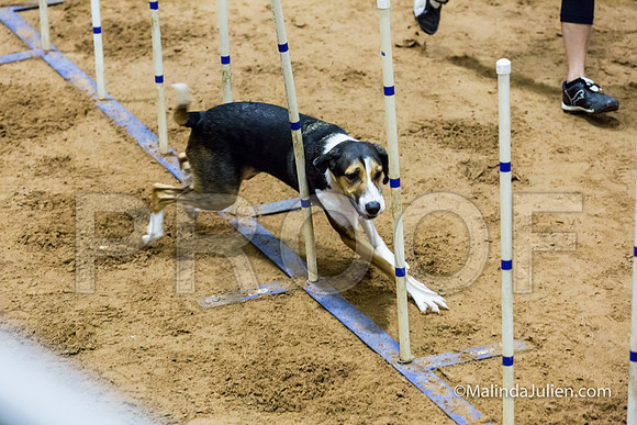 Agility Sun STD Fast 24 All American Dog Kershaw-JJJ_4862-HR3