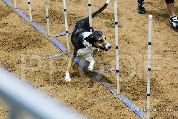 Agility Sun STD Fast 24 All American Dog Kershaw-JJJ_4863-HR3