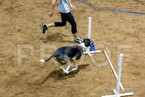Agility Sun STD Fast 24 All American Dog Kershaw-JJJ_4865-HR3
