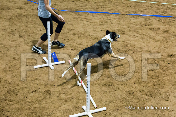 Agility Sun STD Fast 24 All American Dog Kershaw-JJJ_4866-HR3
