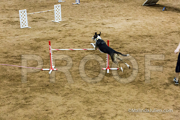 Agility Sun STD Fast 24 All American Dog Kershaw-JJJ_4868-HR3