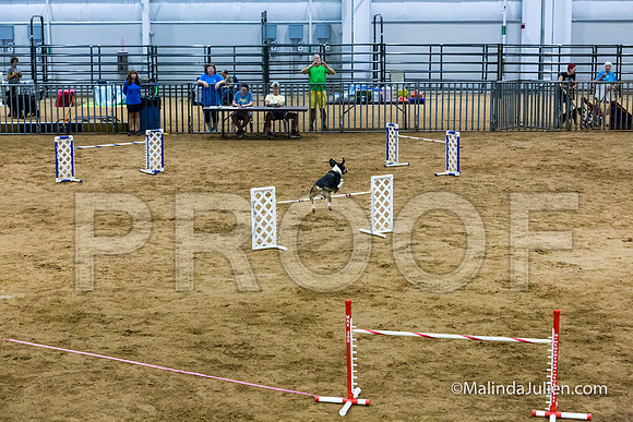 Agility Sun STD Fast 24 All American Dog Kershaw-JJJ_4869-HR3