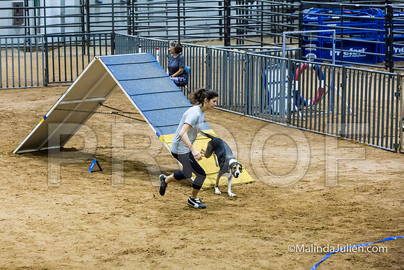 Agility Sun STD Fast 24 All American Dog Kershaw-JJJ_4870-HR3