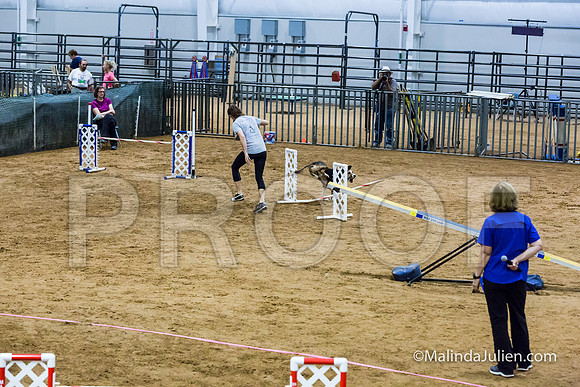 Agility Sun STD Fast 24 All American Dog Kershaw-JJJ_4873-HR3