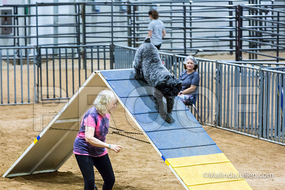 Agility Sun STD Fast 24 Bouvier Texsi-JJJ_4838-HR3