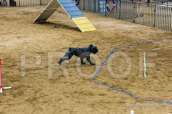Agility Sun STD Fast 24 Bouvier Texsi-JJJ_4847-HR3