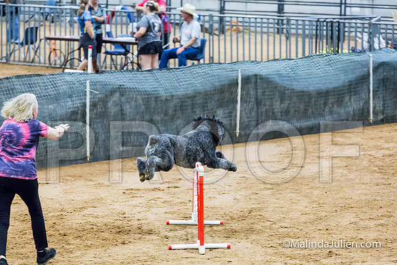 Agility Sun STD Fast 24 Bouvier Texsi-JJJ_4851-HR3
