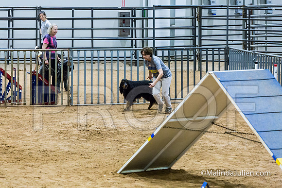 Agility Sun STD Fast 24 Gordon Setter Robin-JJJ_4819-HR3