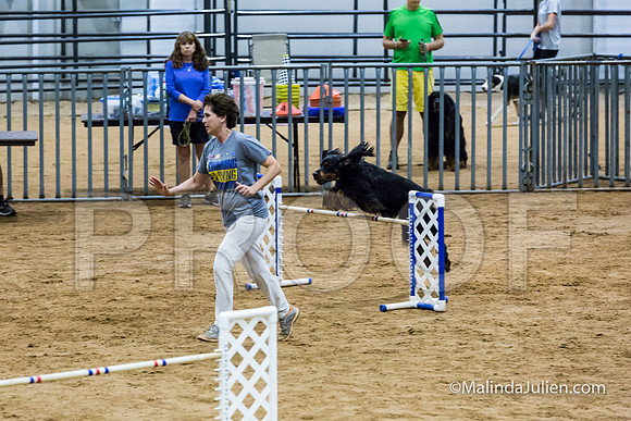 Agility Sun STD Fast 24 Gordon Setter Robin-JJJ_4820-HR3